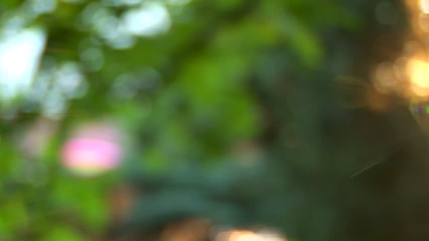 Panning movement through the woods and sun 
