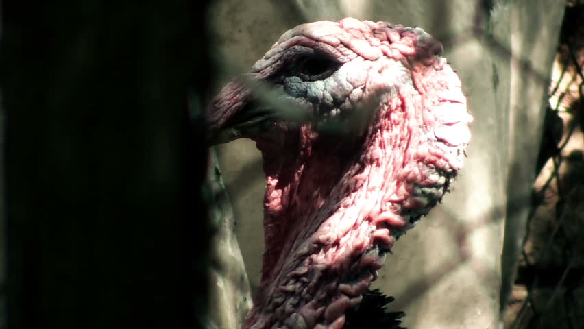 Ugly turkey bleached 
