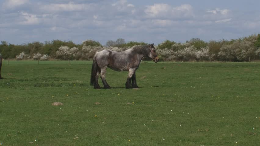 draft horse grazing in pasture, spring - wide shot. Large herbivore in typical Dutch river landscape with flowering blackthorn in background.