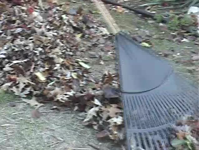 Raking Leaves