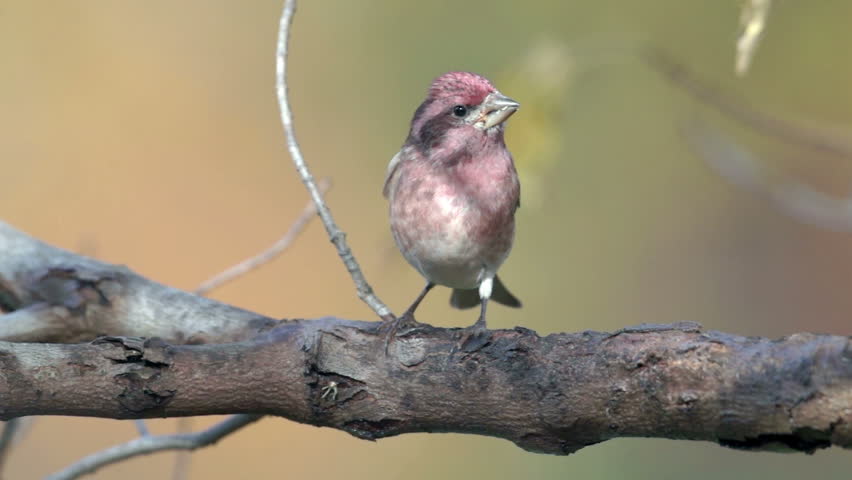 A male Purple Finch (Haemorhous purpureus) perches on a tree limb in Autumn.