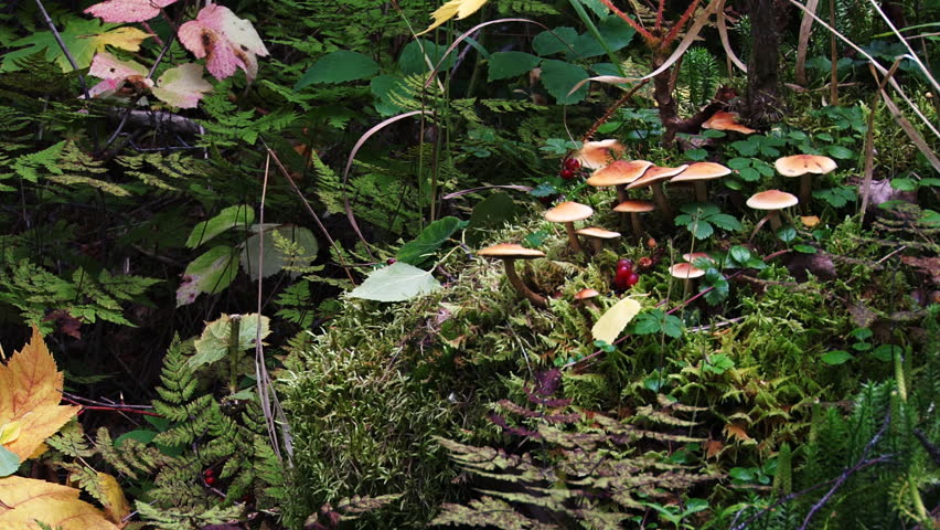 Mushroom Colony to Devils Club Forest zoom out