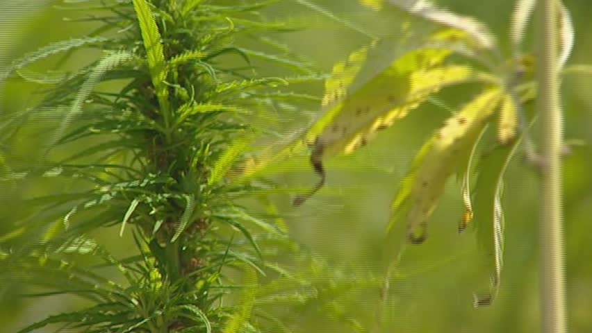 Cannabis field, flower buds in wind - close up. Hemp is one of the earliest domesticated plants known. Dutch industrial hemp is cultivated for commercial use and industrial purposes.