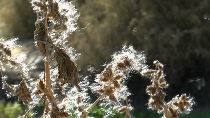 Plant emits pollen, blown into air in steady winds, that causes hay fever, sneezing, running nose, sinus problems for allergy sufferers. 1080p