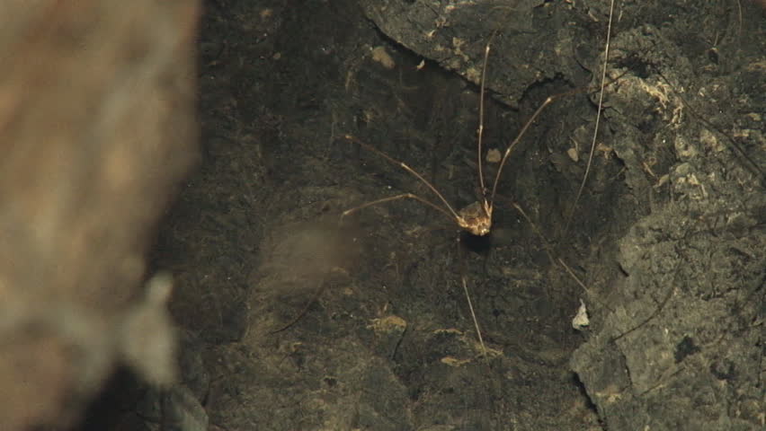 Night Rack Focus Daddy Longlegs to Web Spider in Tree
