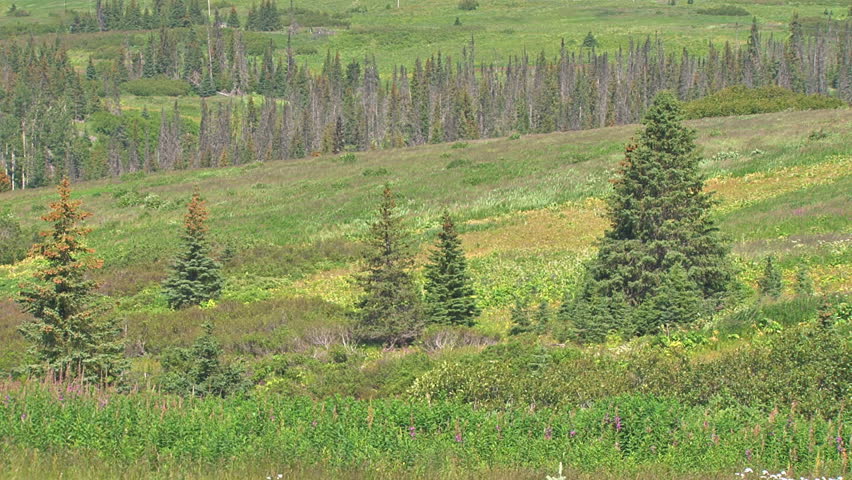 Grasses, fireweed, and trees move as strong gusts blow across the land.