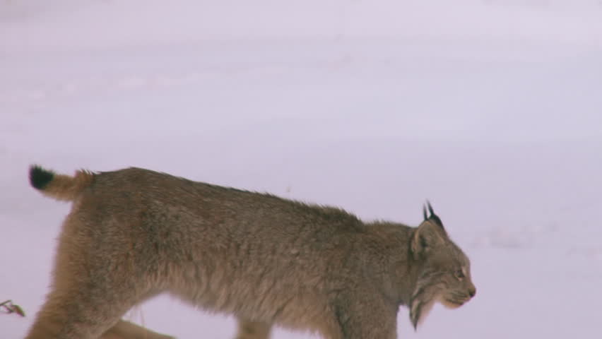 Alaskan lynx padding by in the snow.