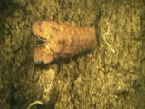 slipper lobster, mediterranean sea