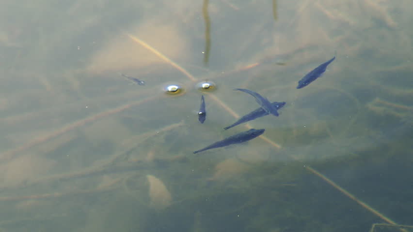 Slow pan following small baby fish swimming and competing for morsels of food in a small Alaskan lake.