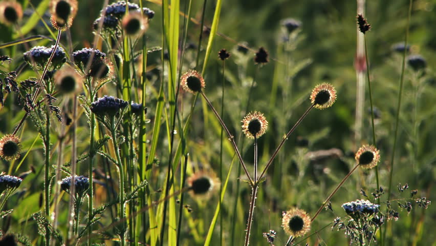 Yarrow flowers, grass leaf stems, and strange burr-like seed heads with gossamer spider silk coruscating as it wobbles in the light breeze, all in a wildflower meadow late in a summer's day.