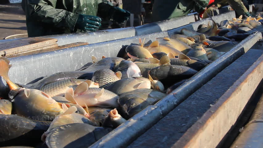 Freshwater Fish - Workers sorting a fish out of the fishery and preparing for sale.