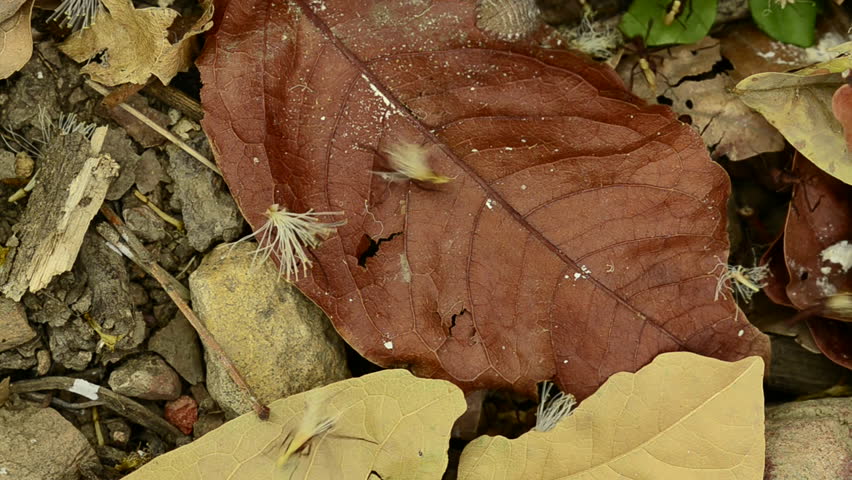 Leaf cutter ants (Atta sexdens) walking across forest floor, Panama, Central America