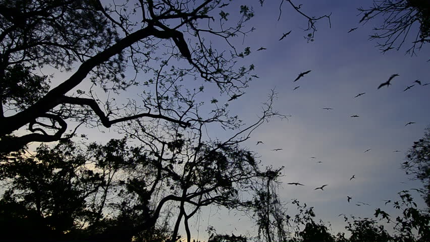 Wide shot large flock of birds perched in treetops and flying overhead / Pacheca island, Las Perlas archipelago, Panama, Central America