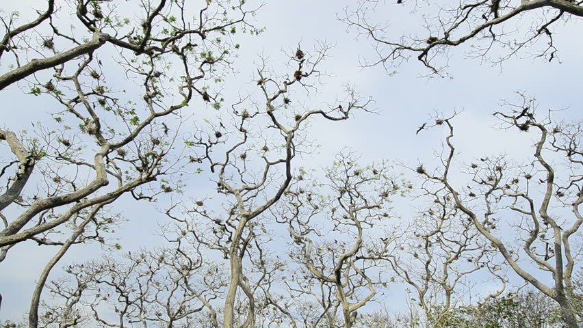 Wide shot large flock of birds perched in treetops and flying overhead / Pacheca island, Las Perlas archipelago, Panama, Central America