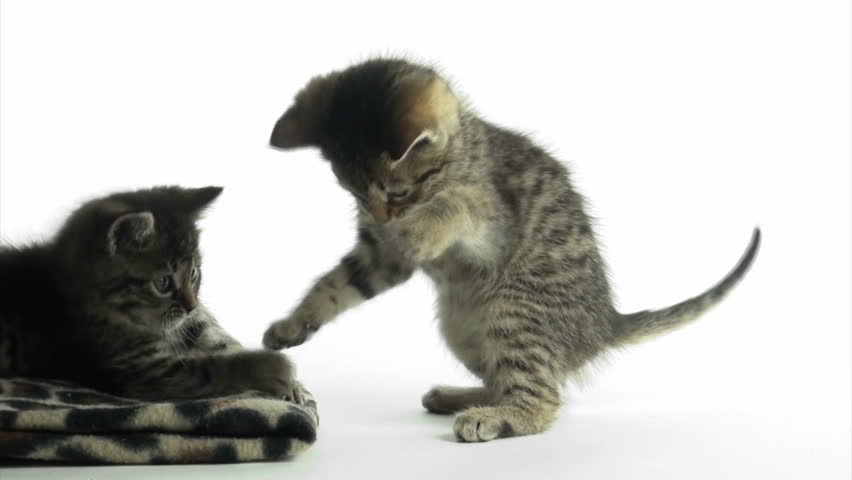 Cute pet baby tabby kittens playing and having fun 
