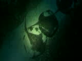 huge group of resting sting rays during night dive