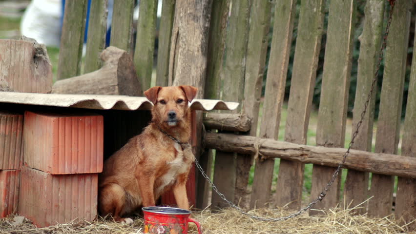 SUPER 35MM CAMERA - Lonely dog chained in backyard longing for attention 