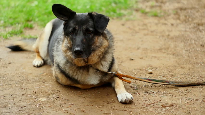 SUPER 35MM CAMERA - Lonely dog longing for attention 