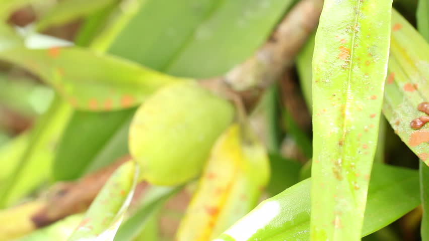 Suriname Golden-eyed Treefrog (Trachycephalus coriaceus) on the leaves of an epiphytic orchid in the rainforest understory, Ecuador