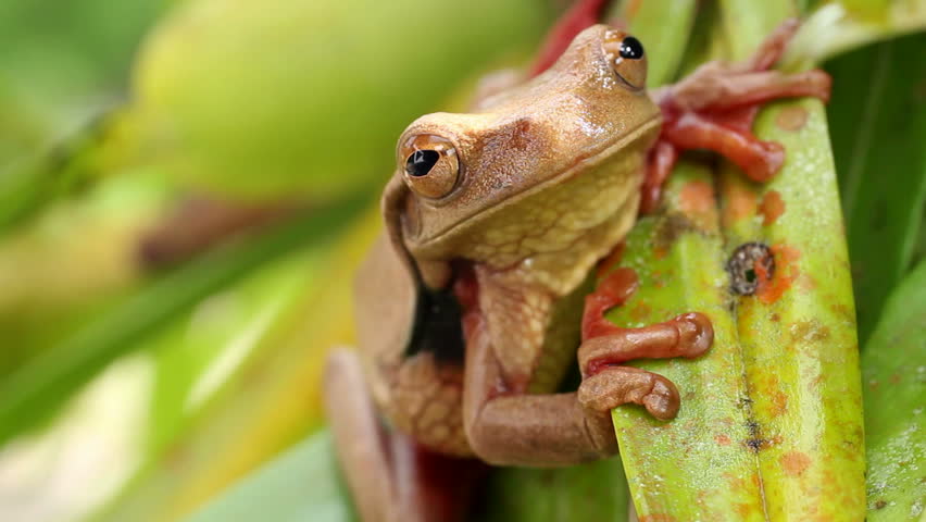Suriname Golden-eyed Treefrog (Trachycephalus coriaceus) on the leaves of an epiphytic orchid in the rainforest understory, Ecuador