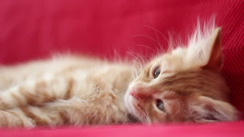 Sleepyhead Cute Yellow Cat