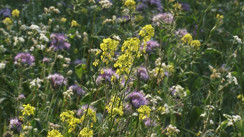 Field edge with yellow and pink wild flowers.  Sowing diverse weed flora alongside field edges, provides opportunities for insects, birds and other small animals.
