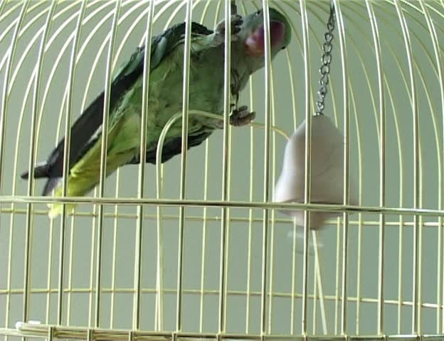 green parrot