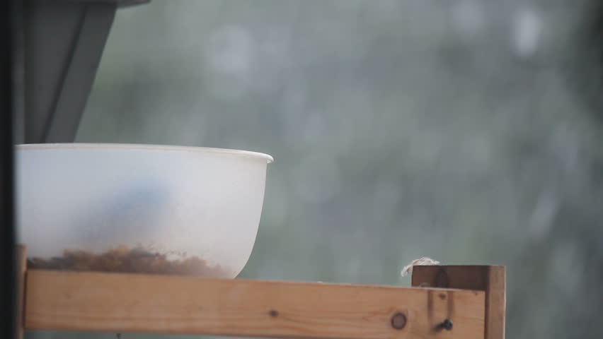 A Dark-Eyed Junco Sparrow enjoys a large bird feeder on a cold winter's day