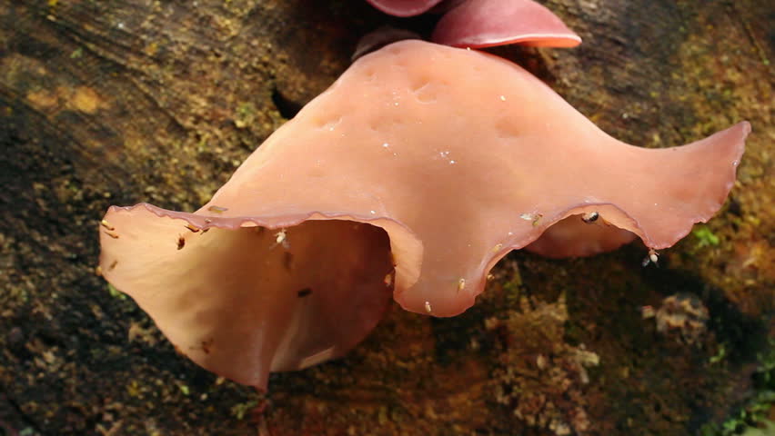 Jew's Ear Fungus growing on a rotting log in the Ecuadorian Amazon, visited by a swarm of fruit flies.
