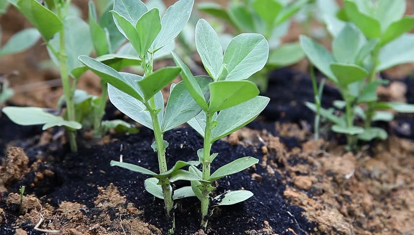 broad bean sapling in the garden