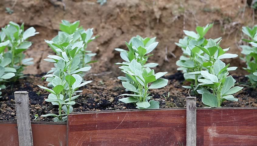broad bean sapling in the garden