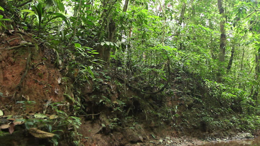 Creek in rainforest in the Ecuadorian Amazon