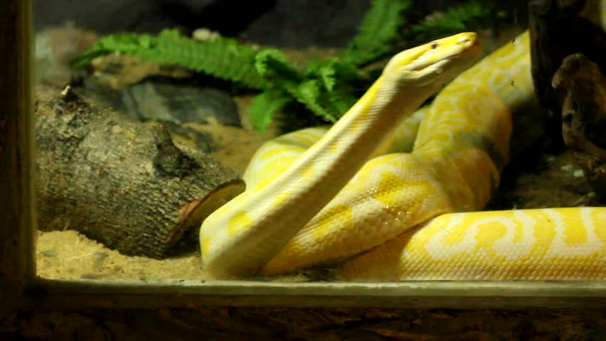 Golden Thai Python/Gold Python are the only animals with Python. But genetic disorders. The scales are golden brown. Which is very rare in nature.