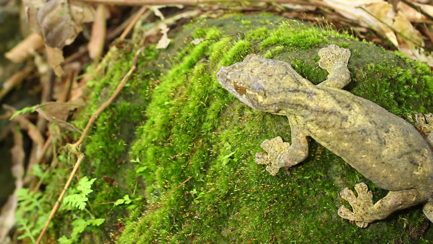 Turnip-taileg Gecko (Thecadactylus solimoensis) on a tree trunk in the Ecuadorian Amazon
