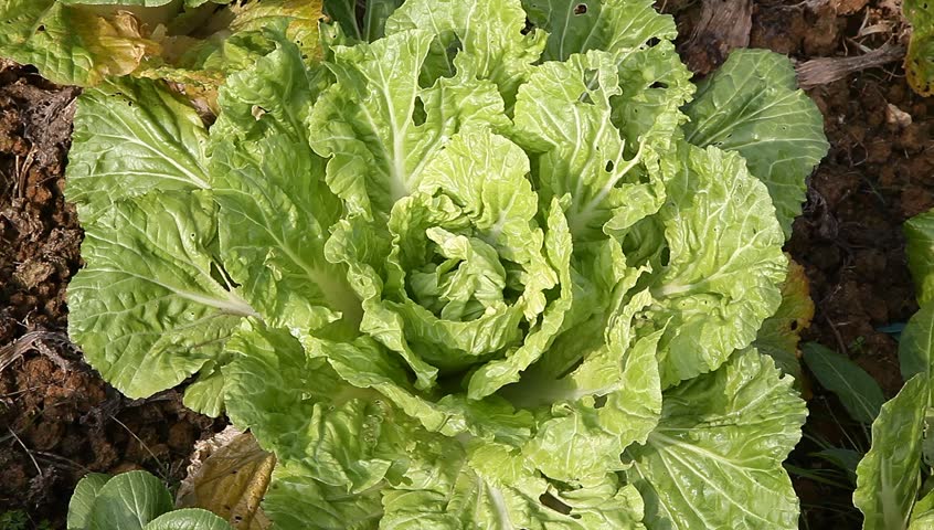 sapling of "Baby Chinese Cabbage", a kind of cabbage,also called Endive
