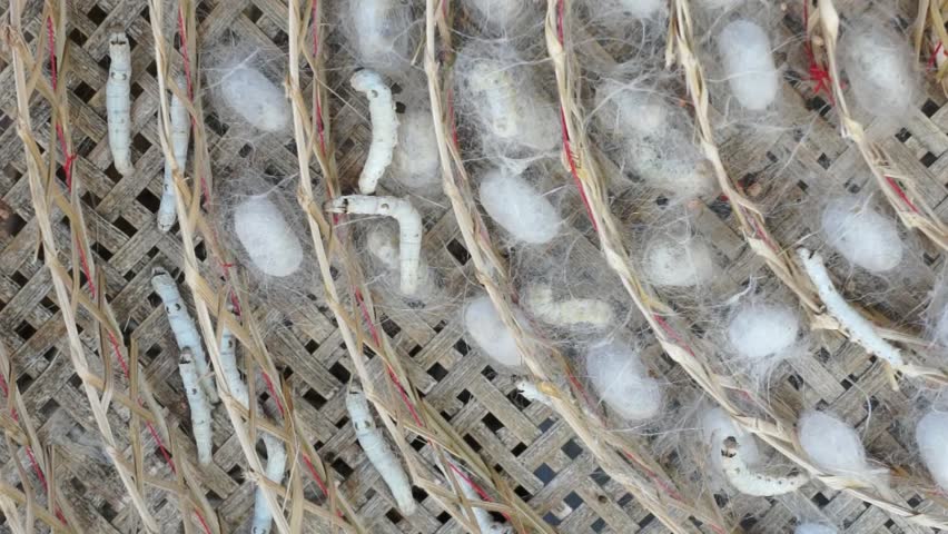 Silk worms preparing the web that will be cocoon