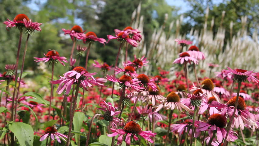 echinacea blossoms