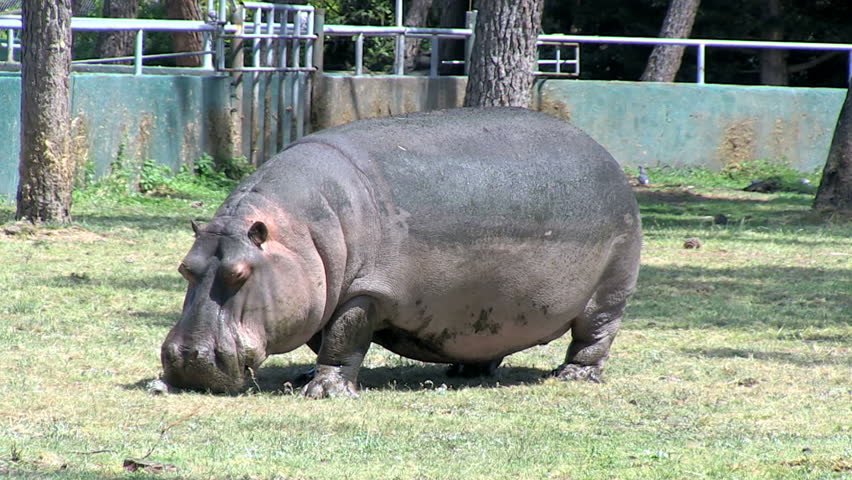 Hippopotamus on land in zoo, slowly passing by