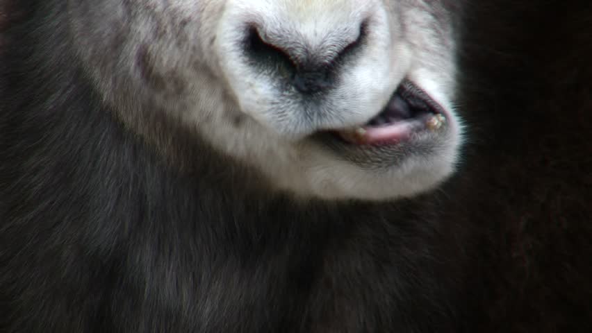 Close up; full-frame, bighorn sheep mouth chewing, drops head to eye and horn.