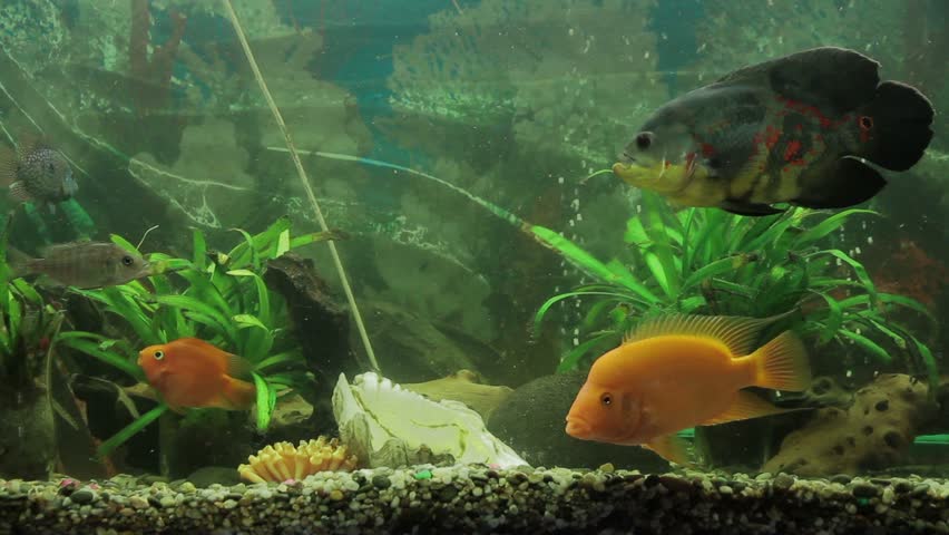 fish in the aquarium