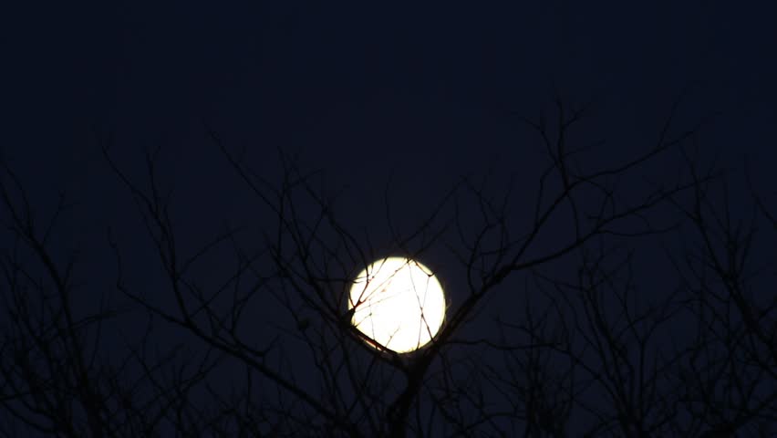 Moon was rising above twigs.