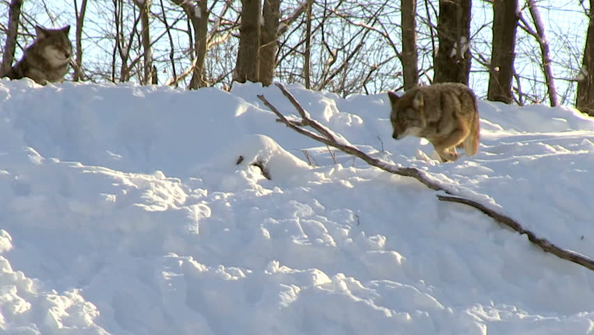 Grey wolf pack in winter going down hill