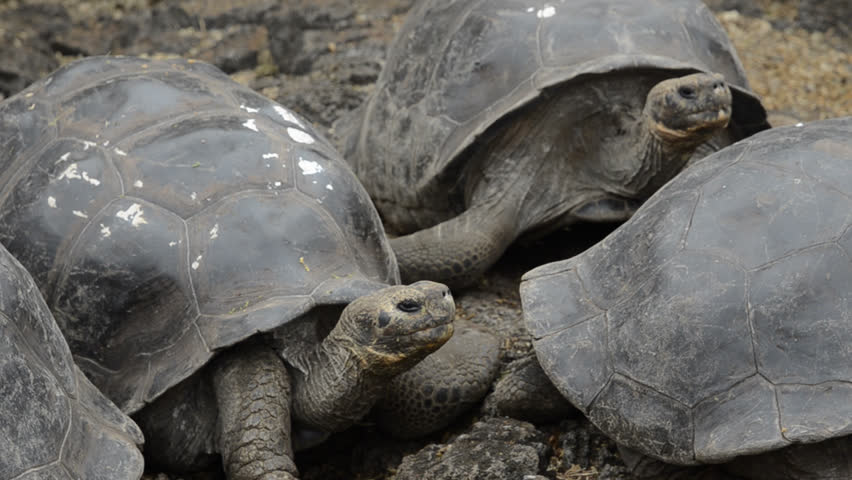 Galapagos Islands Ecuador fabulous Giant Tortoises with shells on Santa Cruz Highlands South America