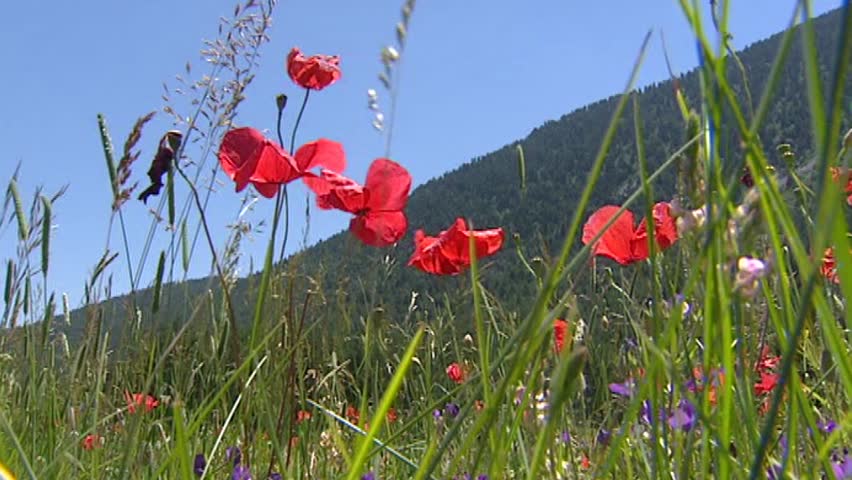 PROVENCE, FRANCE: alpine meadow with poppies & European Venus' looking glass blooming in French Alps - low angle. The Route Napoleon leads from the French Riviera to the southern Pre-Alps.