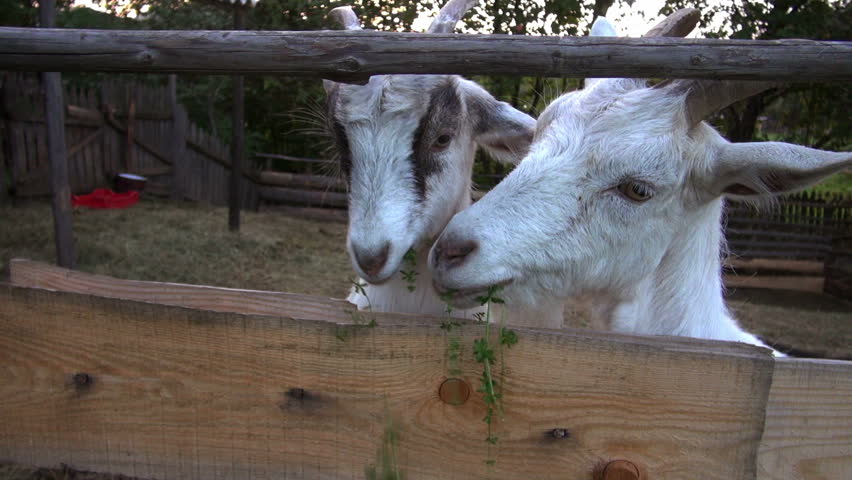 goat farming. feed the goats greens.