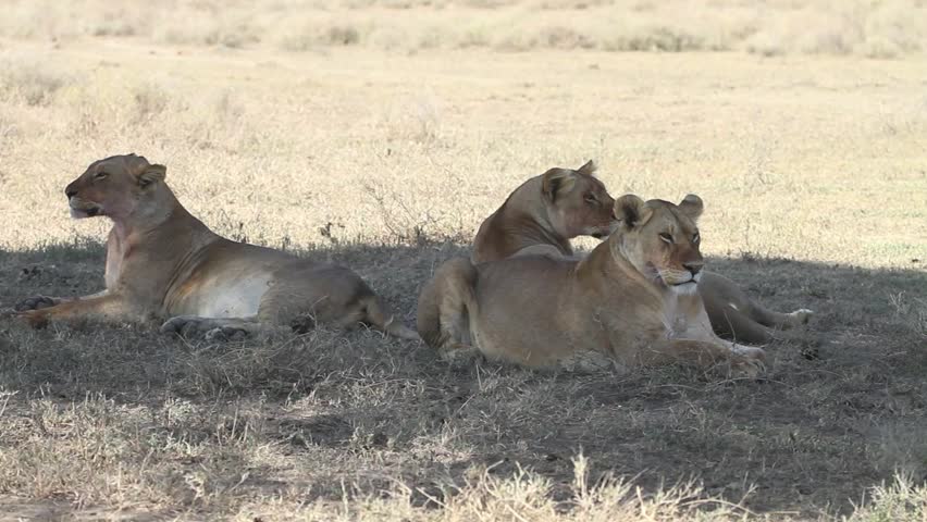 Three lionesses waiting for prey in shadow