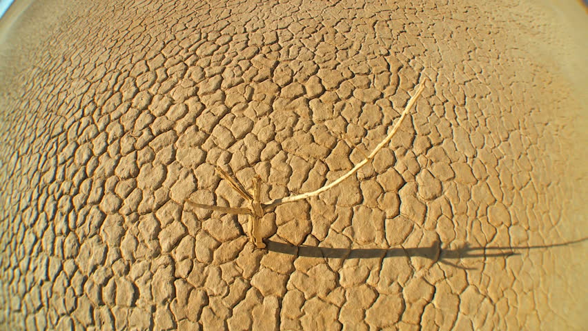 Petrified tree in barren environmental wilderness