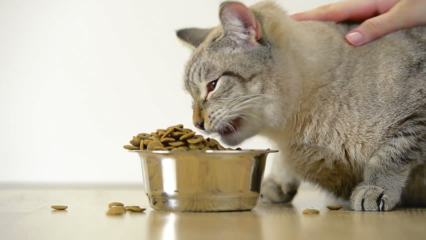 Tabby cat eating crunchy food at home and female hand caress it