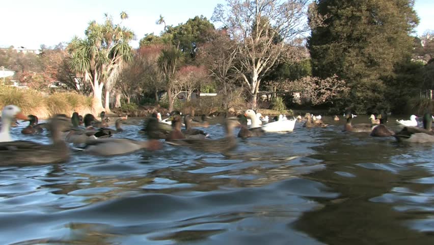 Oamaru, New Zealand. June 2012, A beautiful parkland lake with a variety of breeds of ducks in Oamaru township, South Island