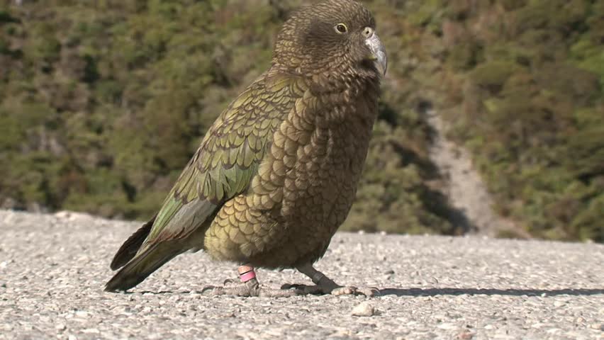 Milford, New Zealand. August 2012 The Kea is a uniquely intelligent and bold creature that lives high in the mountains amid rock and snow, who has been dubbed the "clown of the Alps".